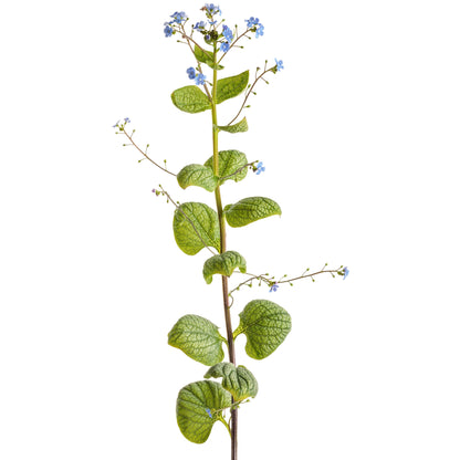 'Jack of Diamonds' Heartleaf Brunnera (macrophylla)