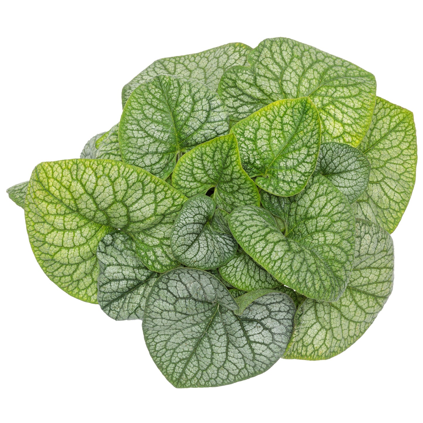 'Jack of Diamonds' Heartleaf Brunnera (macrophylla)
