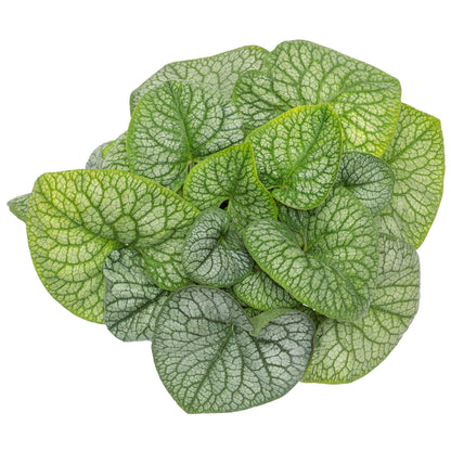 'Jack of Diamonds' Heartleaf Brunnera (macrophylla)