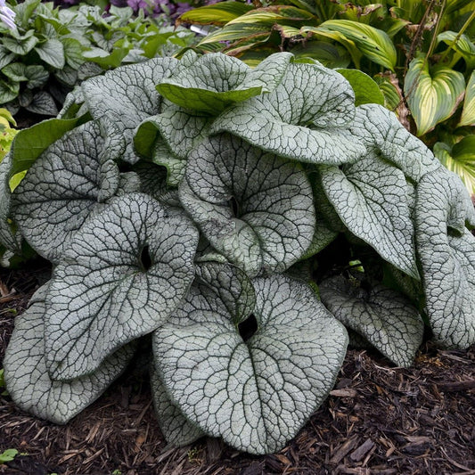 'Queen of Hearts' Heartleaf Brunnera in focus.