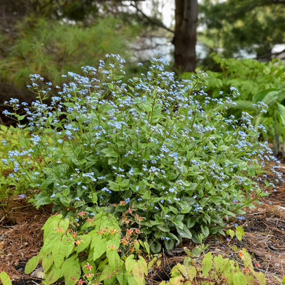 'Queen of Hearts' Heartleaf Brunnera (macrophylla)