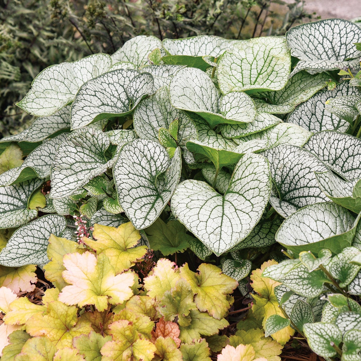 'Queen of Hearts' Heartleaf Brunnera (macrophylla)