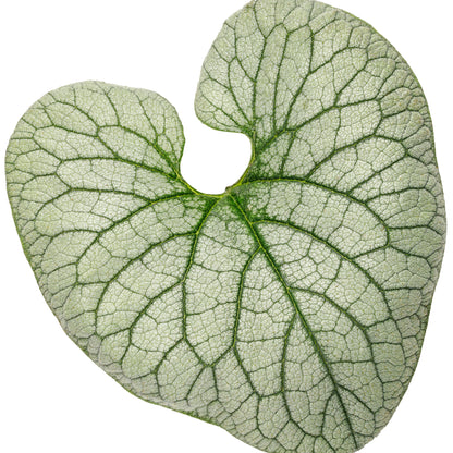 'Queen of Hearts' Heartleaf Brunnera (macrophylla)
