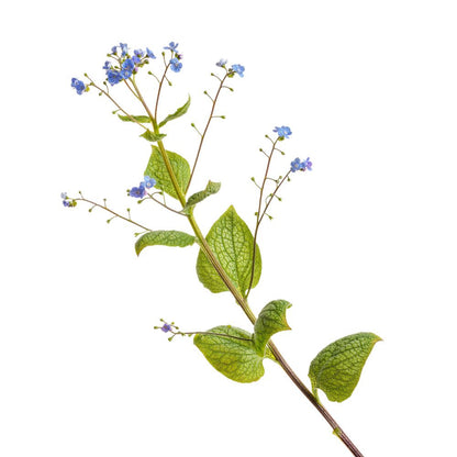 'Queen of Hearts' Heartleaf Brunnera (macrophylla)
