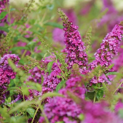 Lo & Behold® 'Ruby Chip' Butterfly Bush (Buddleia x)