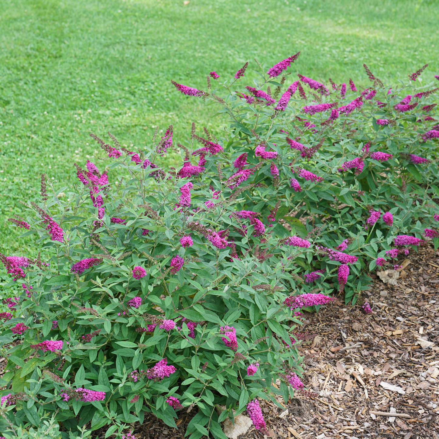 Lo & Behold® 'Ruby Chip' Butterfly Bush (Buddleia x)