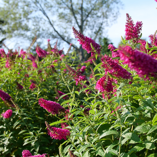 'Miss Molly' Butterfly Bush (Buddleia x)