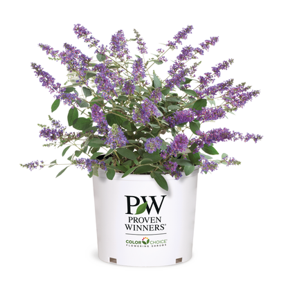 Lo & Behold® 'Blue Chip Jr.' Butterfly Bush (Buddleia x)
