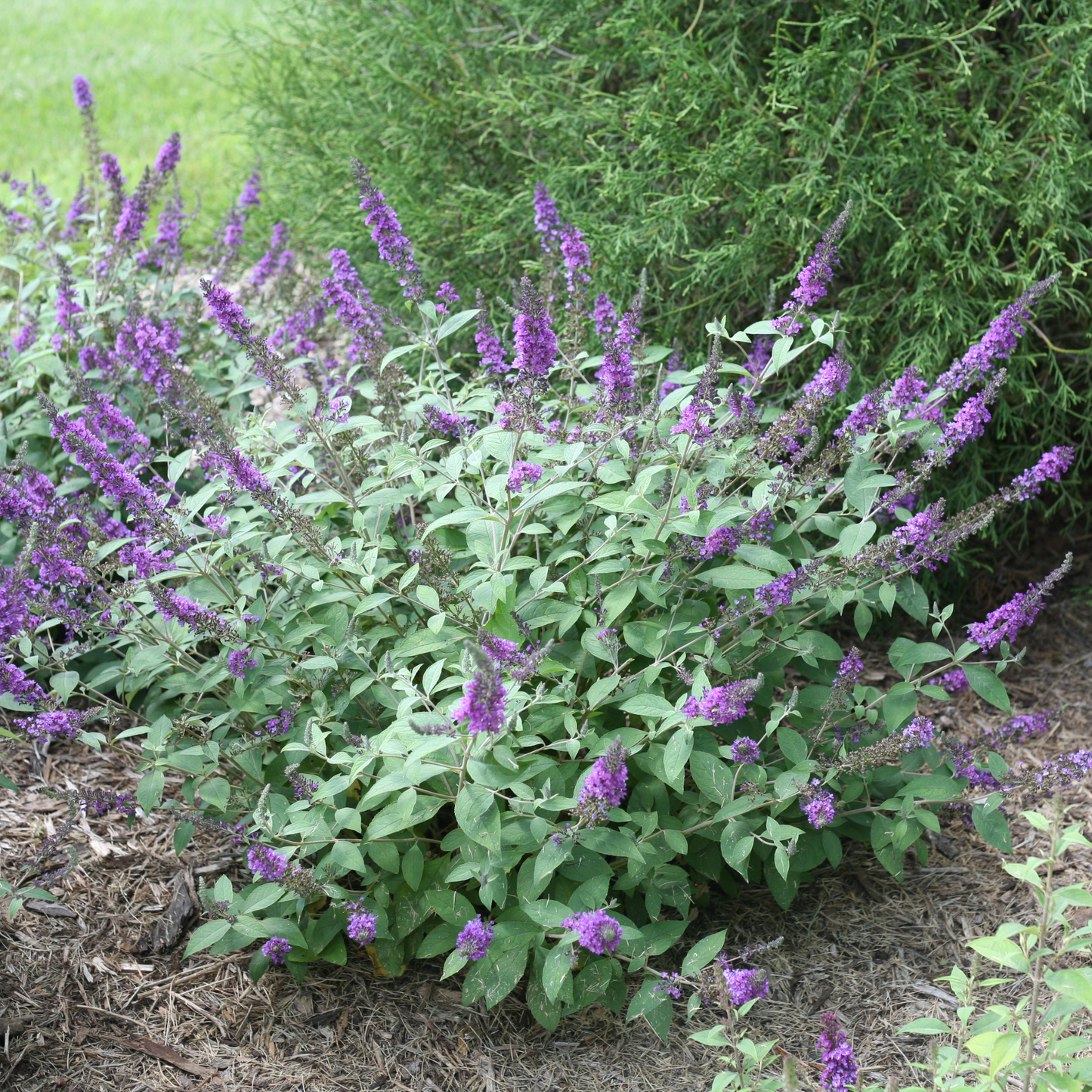 Lo & Behold® 'Blue Chip Jr.' Butterfly Bush (Buddleia x)