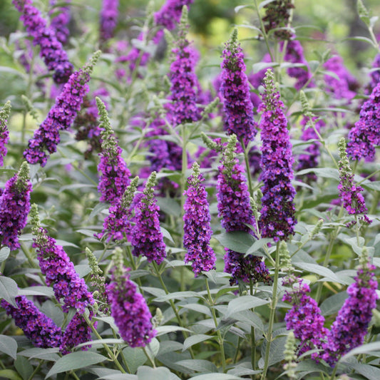 'Miss Violet' Butterfly Bush (Buddleia x)