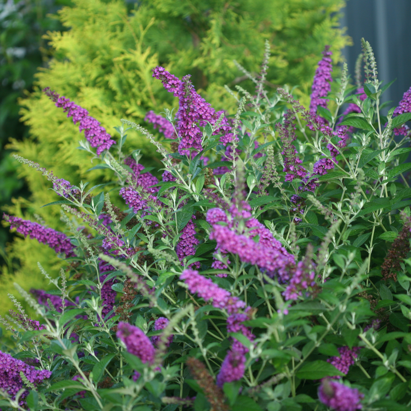 'Miss Violet' Butterfly Bush (Buddleia x)