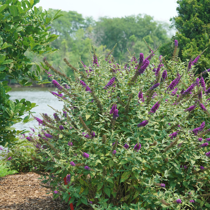 'Miss Violet' Butterfly Bush (Buddleia x)