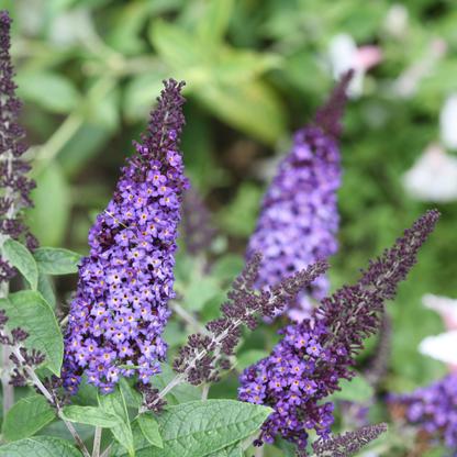 Pugster Blue® Butterfly Bush (Buddleia x)