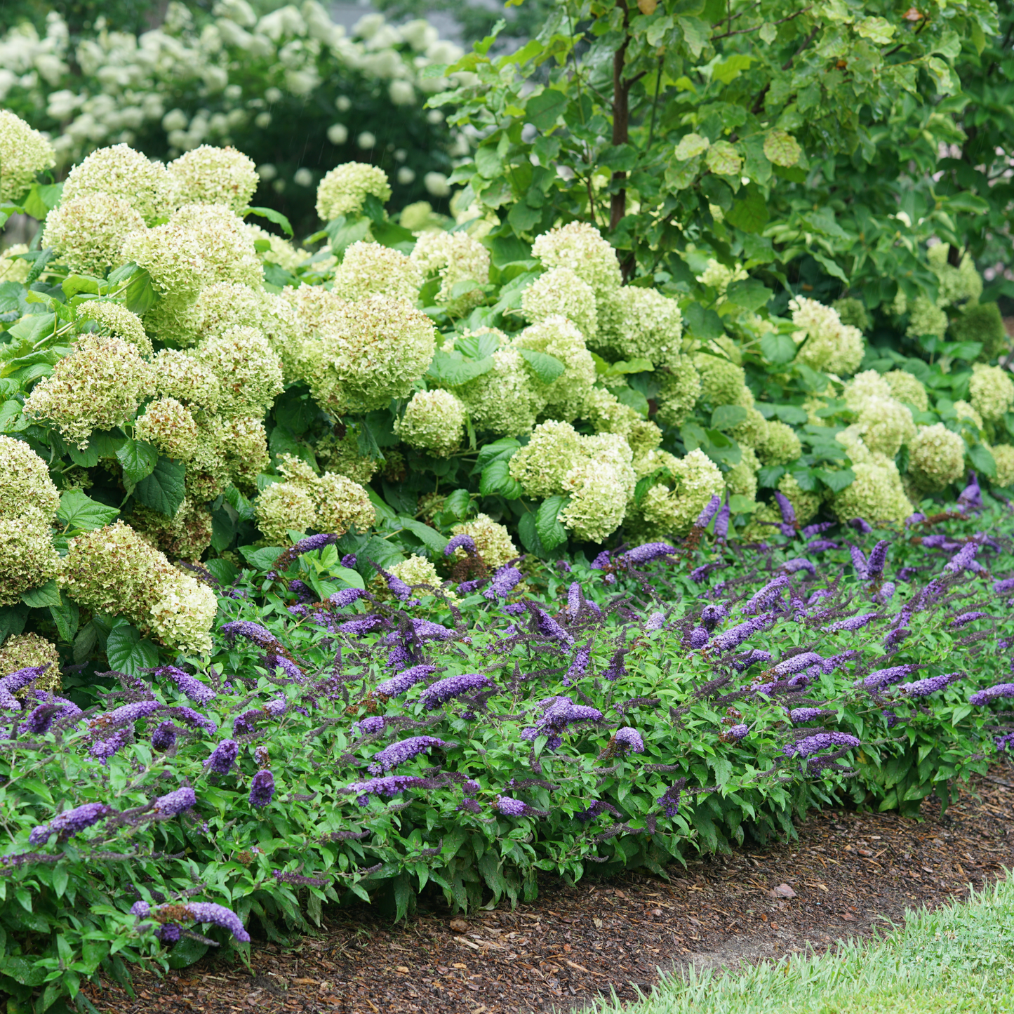 Pugster Blue® Butterfly Bush (Buddleia x)