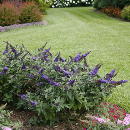 Pugster Blue® Butterfly Bush (Buddleia x)