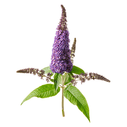 Pugster Blue® Butterfly Bush (Buddleia x)