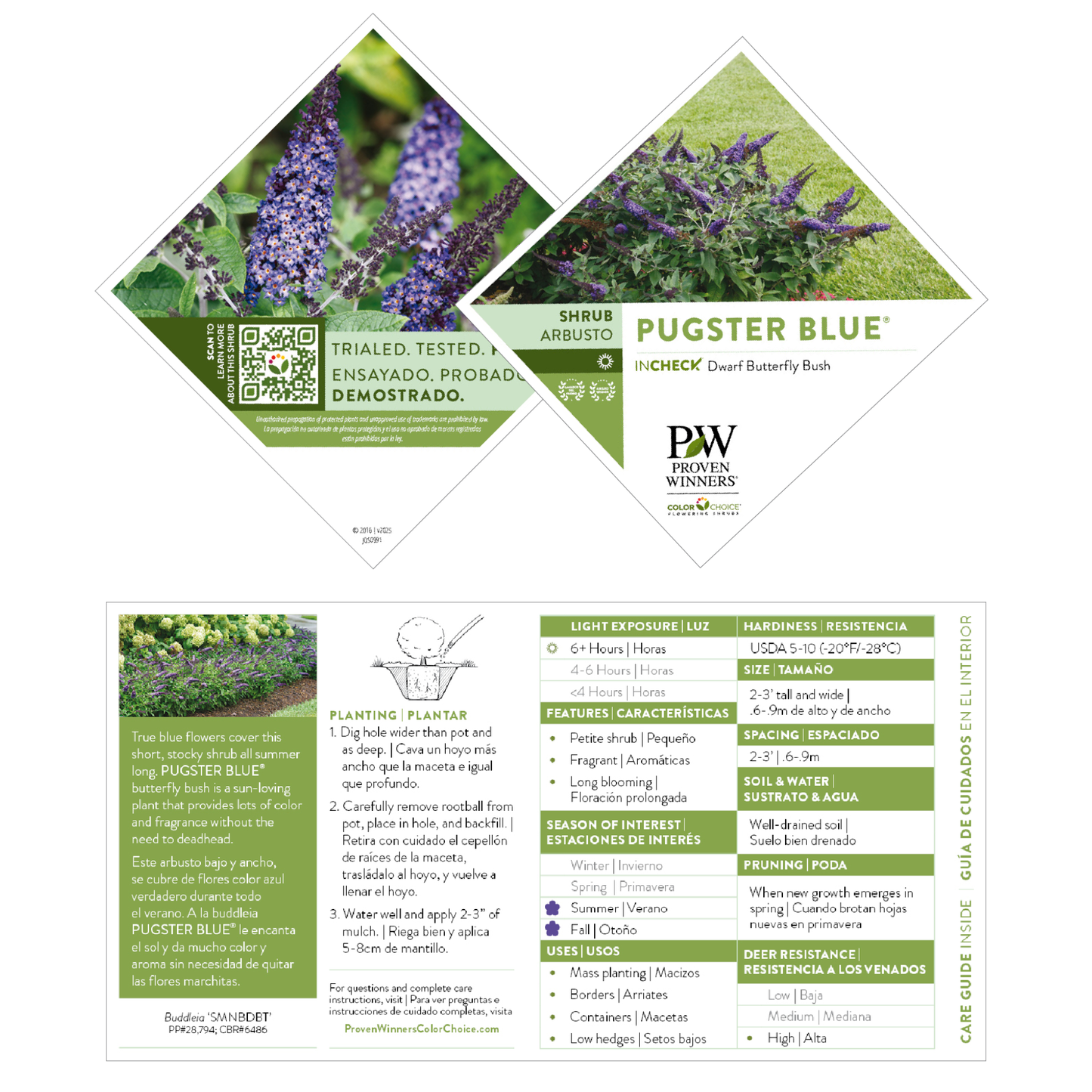 Pugster Blue® Butterfly Bush (Buddleia x)