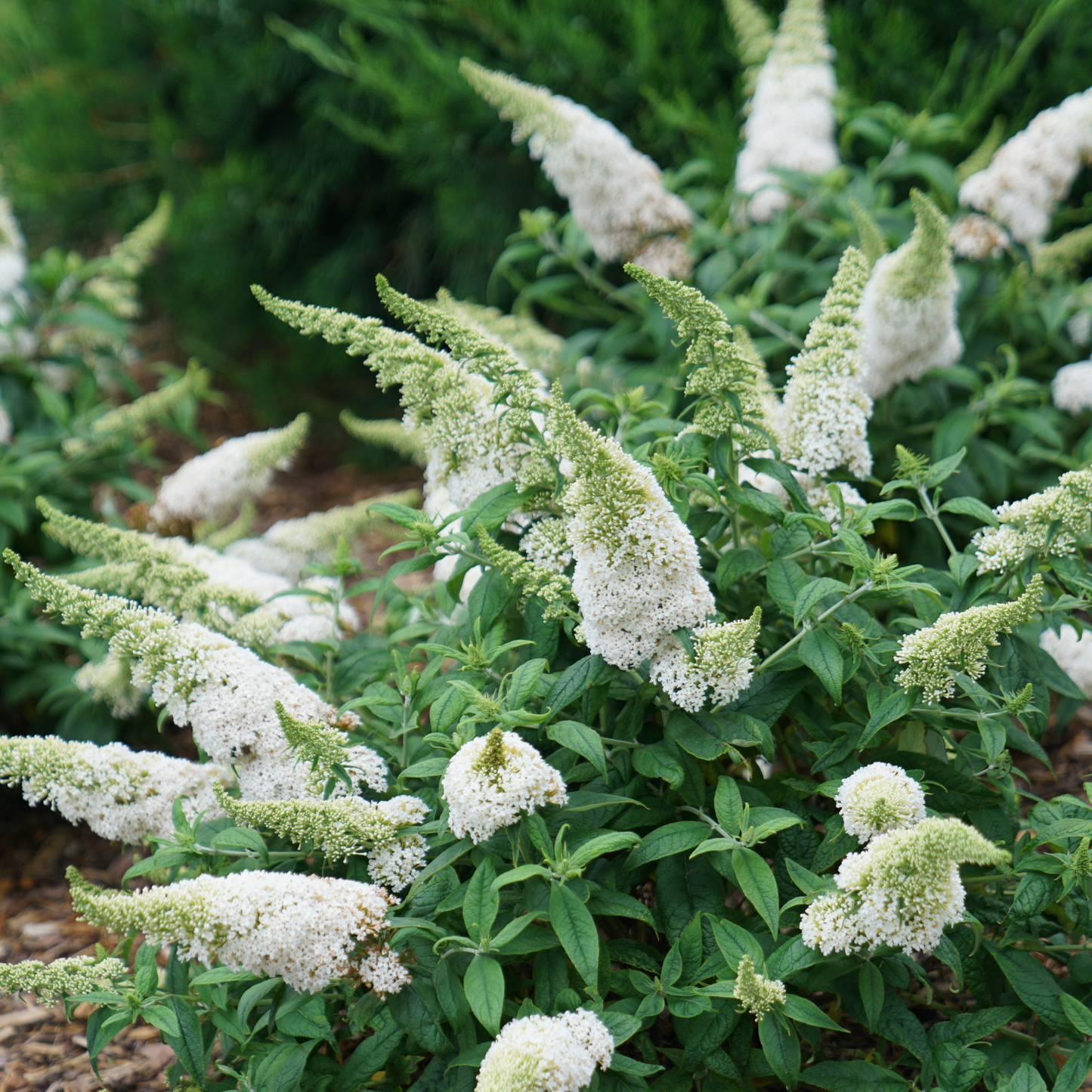 Pugster White® Butterfly Bush (Buddleia x)
