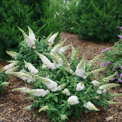 Pugster White® Butterfly Bush (Buddleia x)