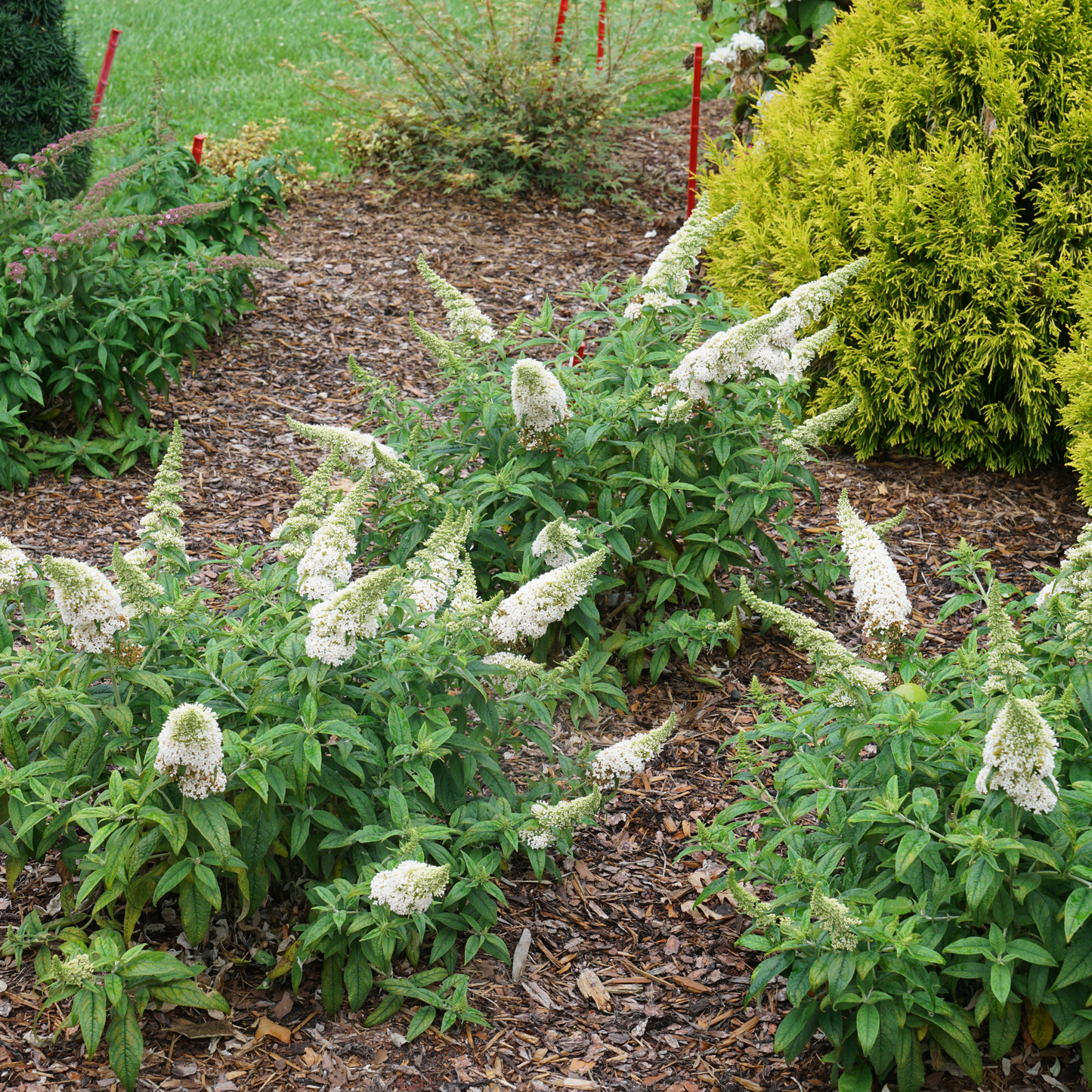 Pugster White® Butterfly Bush (Buddleia x)