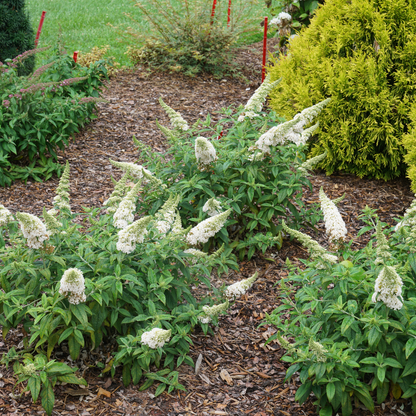 Pugster White® Butterfly Bush (Buddleia x)