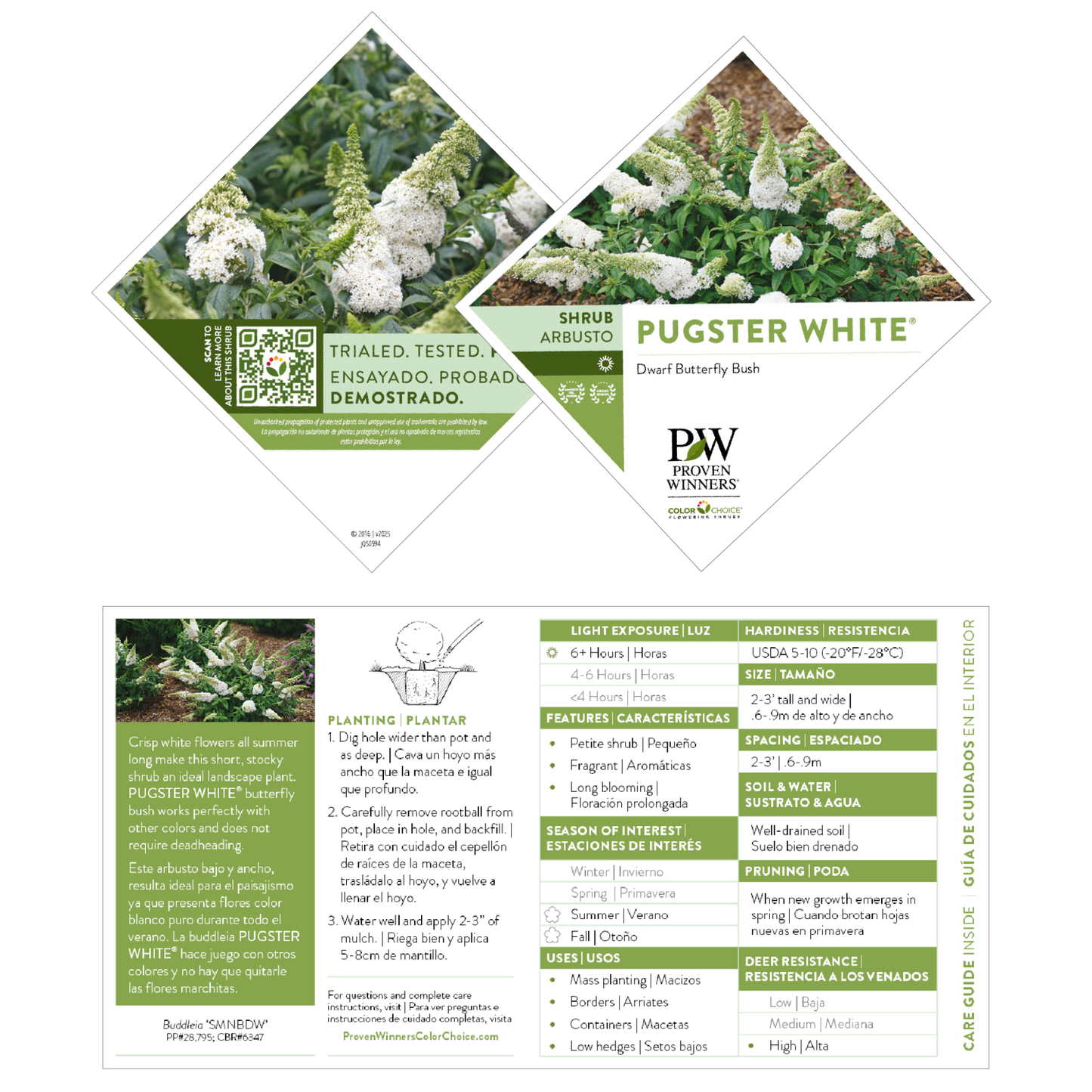 Pugster White® Butterfly Bush (Buddleia x)