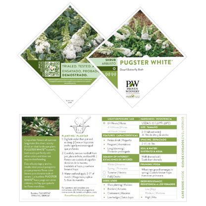 Pugster White® Butterfly Bush (Buddleia x)