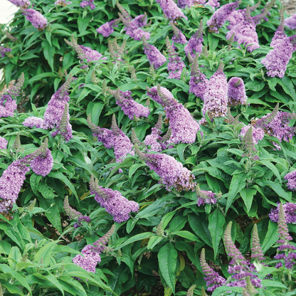 Pugster® Amethyst Butterfly Bush (Buddleia x)