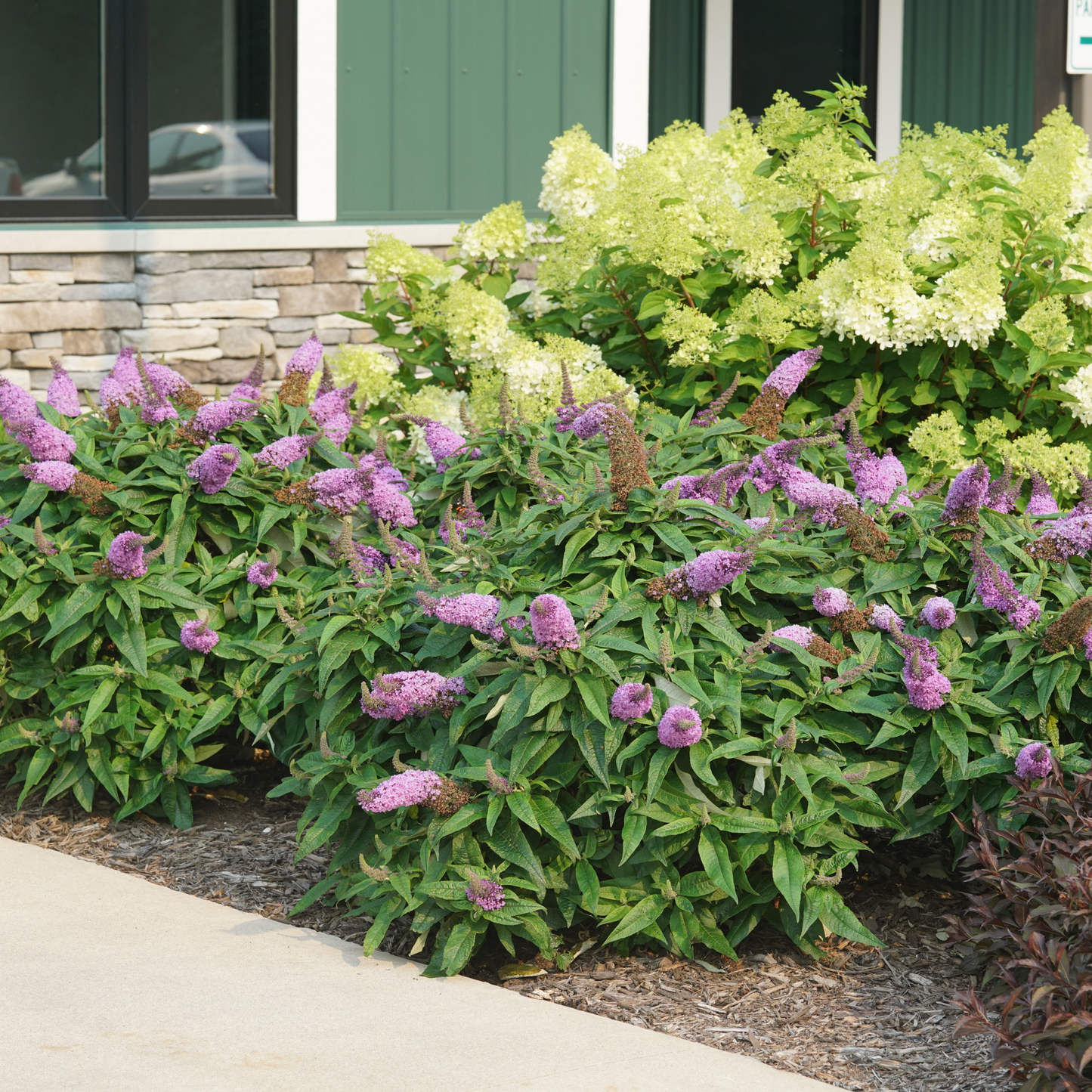 Pugster® Amethyst Butterfly Bush (Buddleia x)