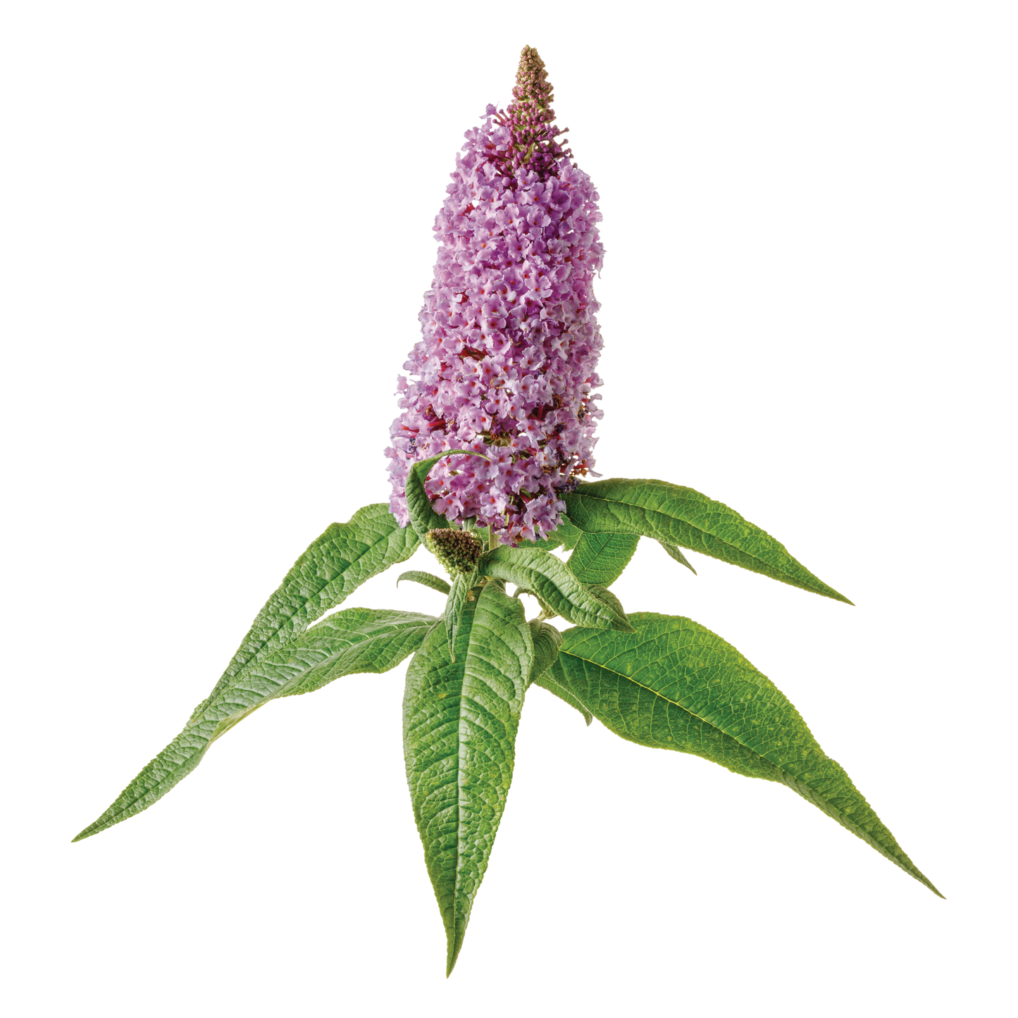 Pugster® Amethyst Butterfly Bush (Buddleia x)