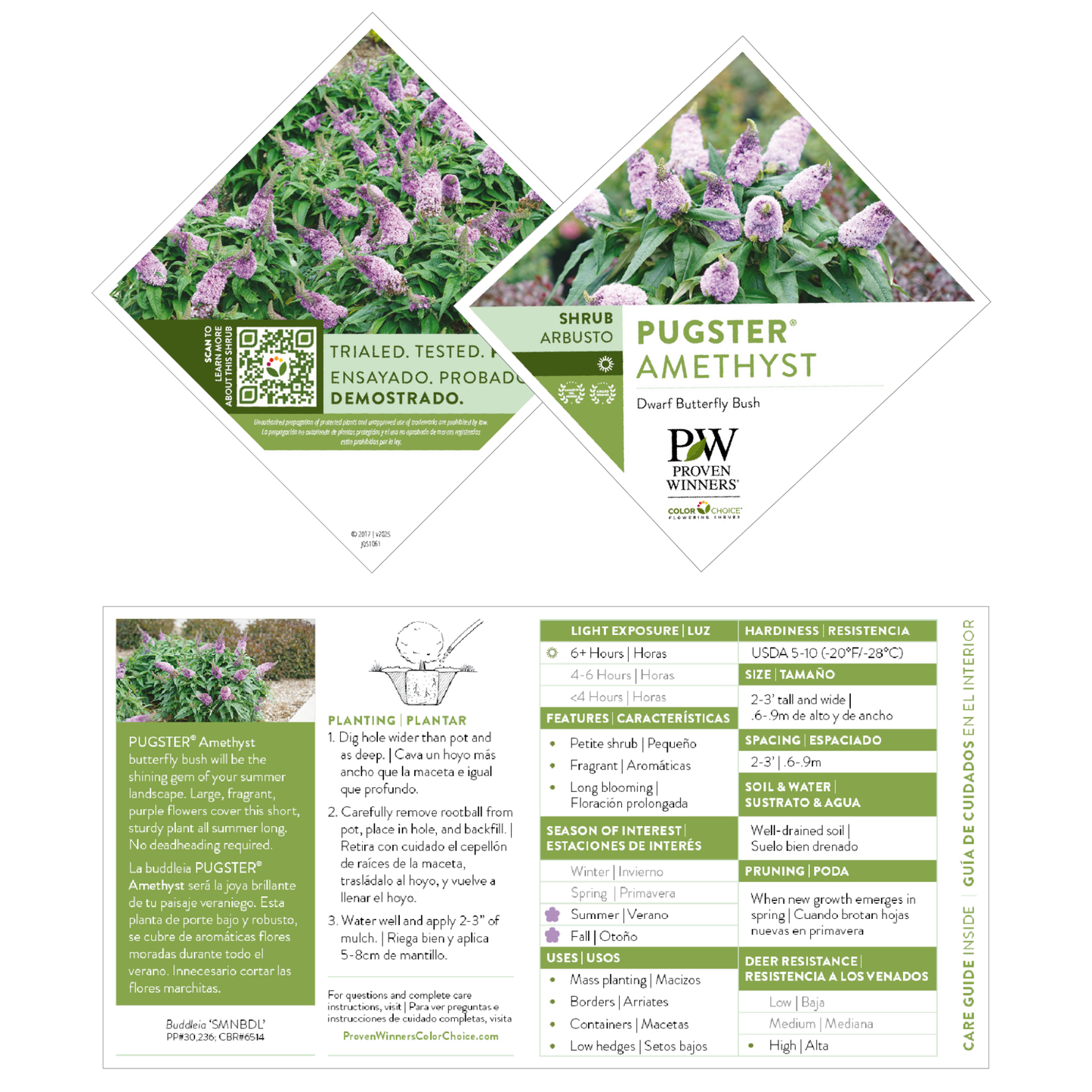 Pugster® Amethyst Butterfly Bush (Buddleia x)