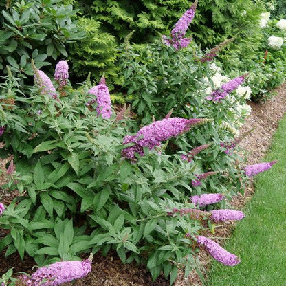Pugster Pinker Butterfly Bush in focus.