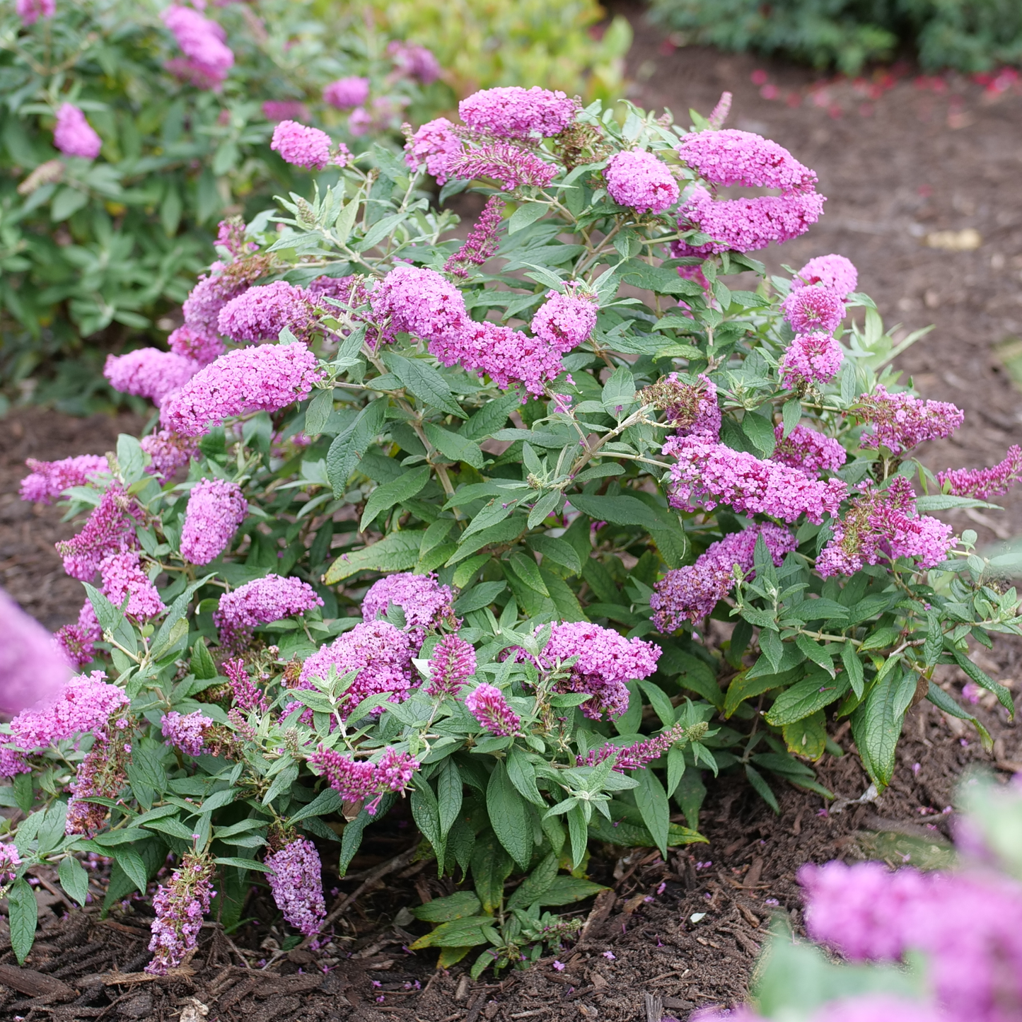 Pugster Pinker® Butterfly Bush (Buddleia x)