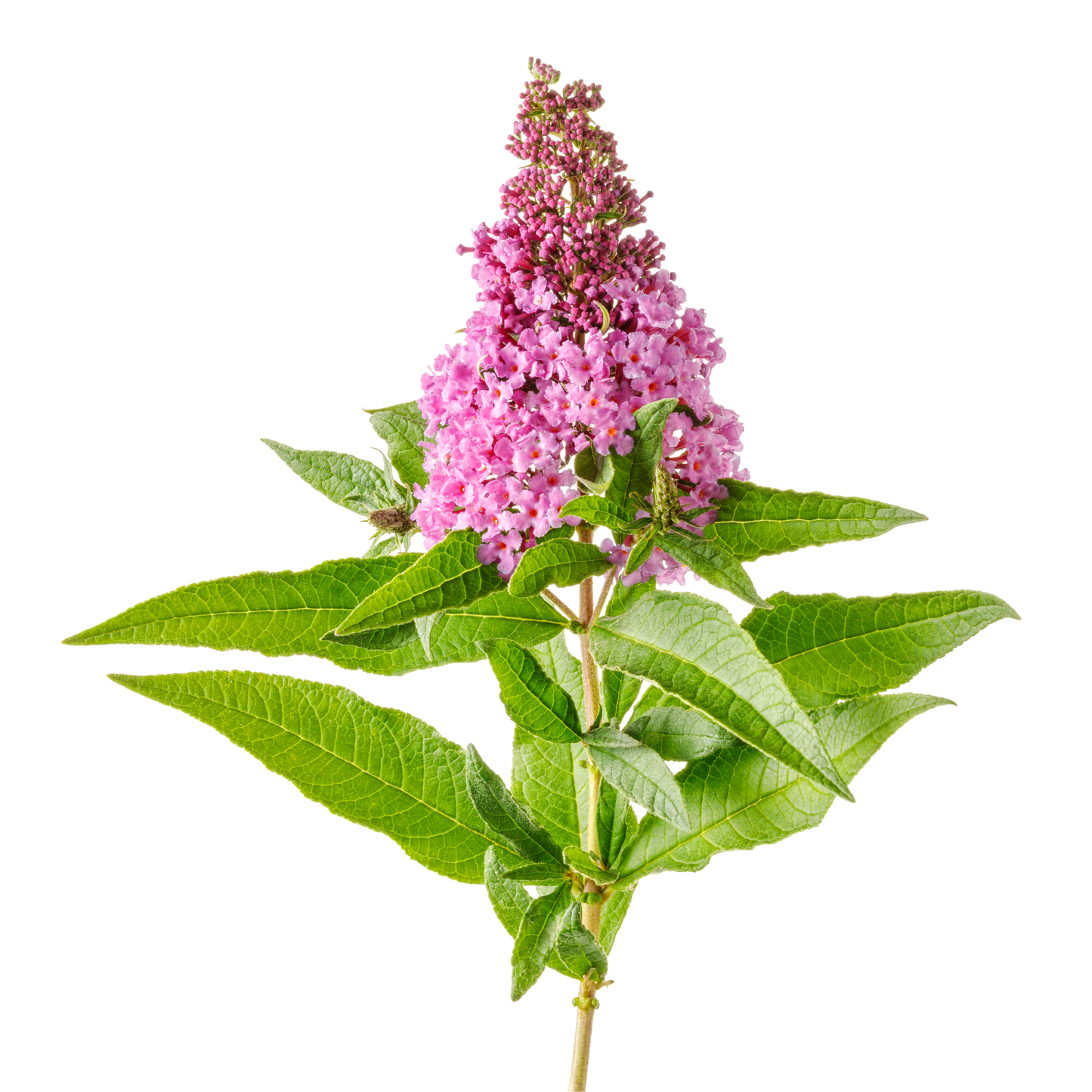 Pugster Pinker® Butterfly Bush (Buddleia x)