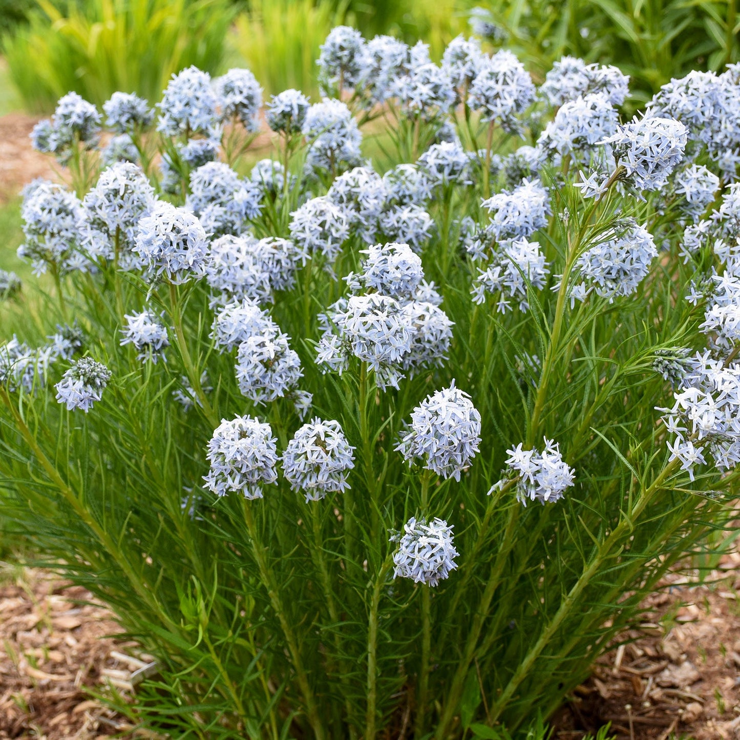 'String Theory' Bluestar (Amsonia hybrid)
