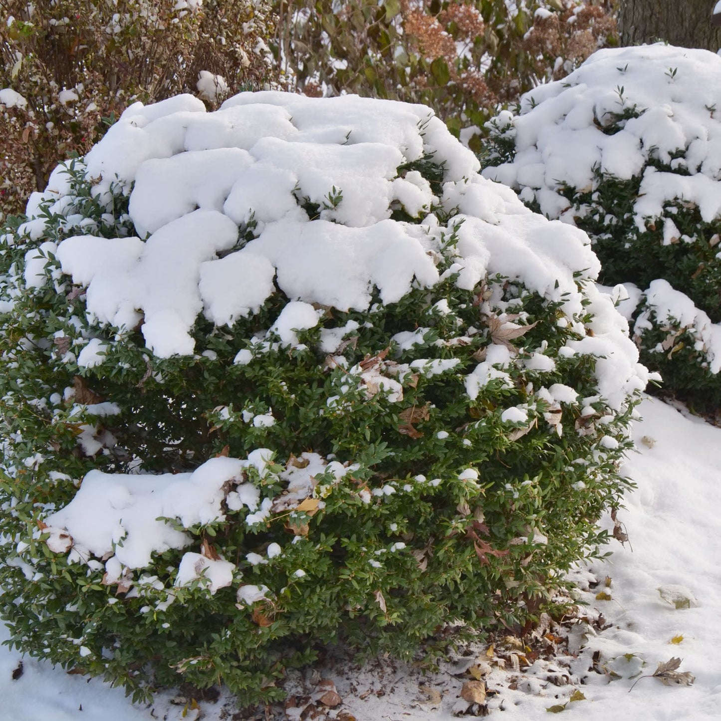 North Star® Boxwood (Buxus sempervirens)