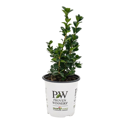 Neatball® Boxwood (Buxus microphylla)