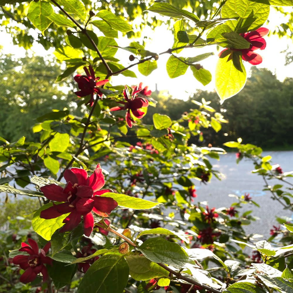 'Aphrodite' Sweetshrub (Calycanthus x)
