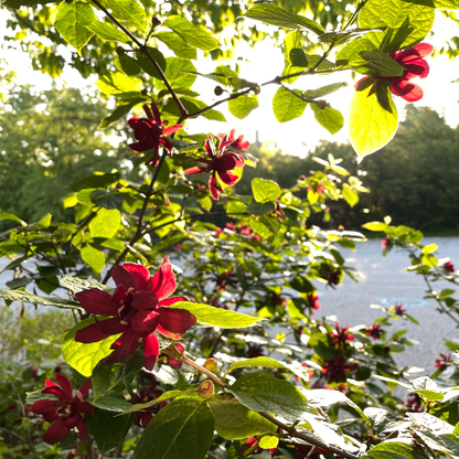 'Aphrodite' Sweetshrub (Calycanthus x)