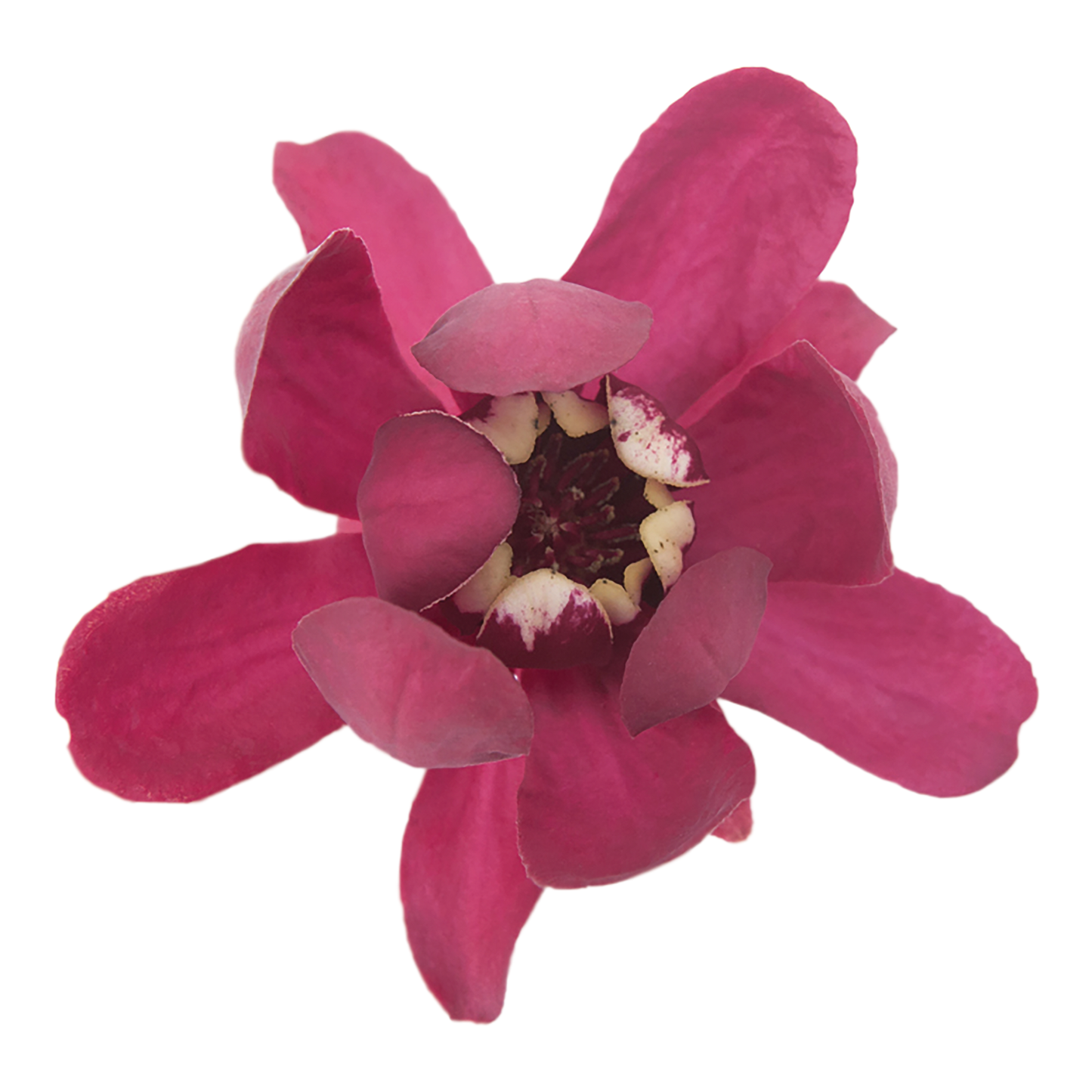'Aphrodite' Sweetshrub (Calycanthus x)