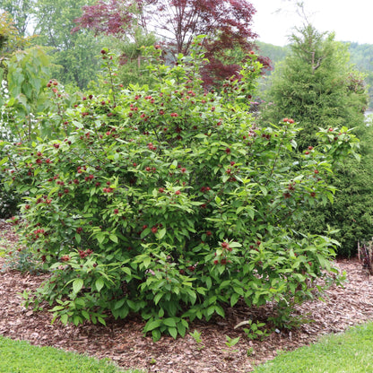 Simply Scentsational® Sweetshrub (Calycanthus floridus)