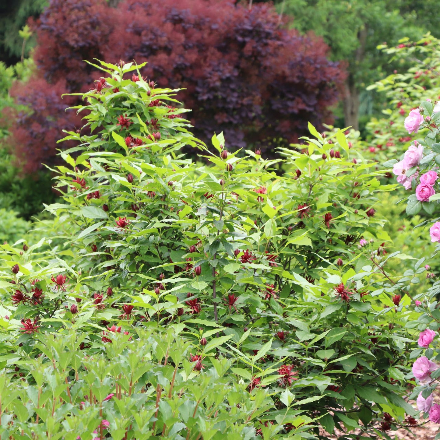Simply Scentsational® Sweetshrub (Calycanthus floridus)