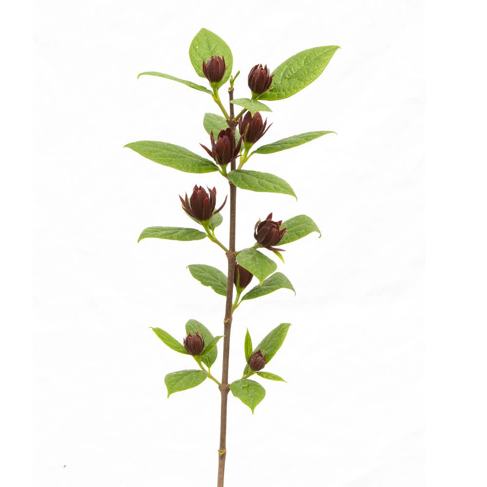 Simply Scentsational® Sweetshrub (Calycanthus floridus)