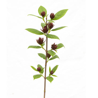 Simply Scentsational® Sweetshrub (Calycanthus floridus)