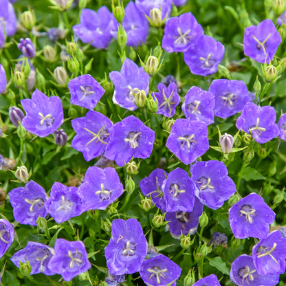 Mini Marvels™ 'Midnight' Carpathian Bellflower (Campanula carpatica)