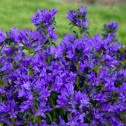 Bells and Whistles Clustered Bellflower (Campanula glomerata)