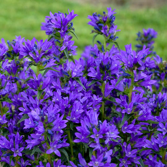 Bells and Whistles Clustered Bellflower (Campanula glomerata)