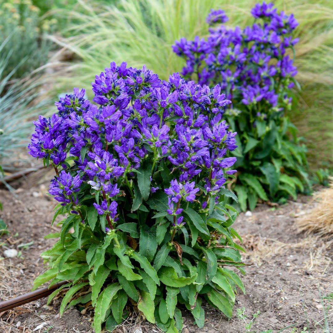 Bells and Whistles Clustered Bellflower (Campanula glomerata)