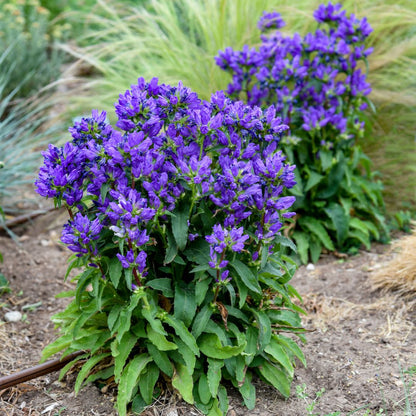 Bells and Whistles Clustered Bellflower (Campanula glomerata)