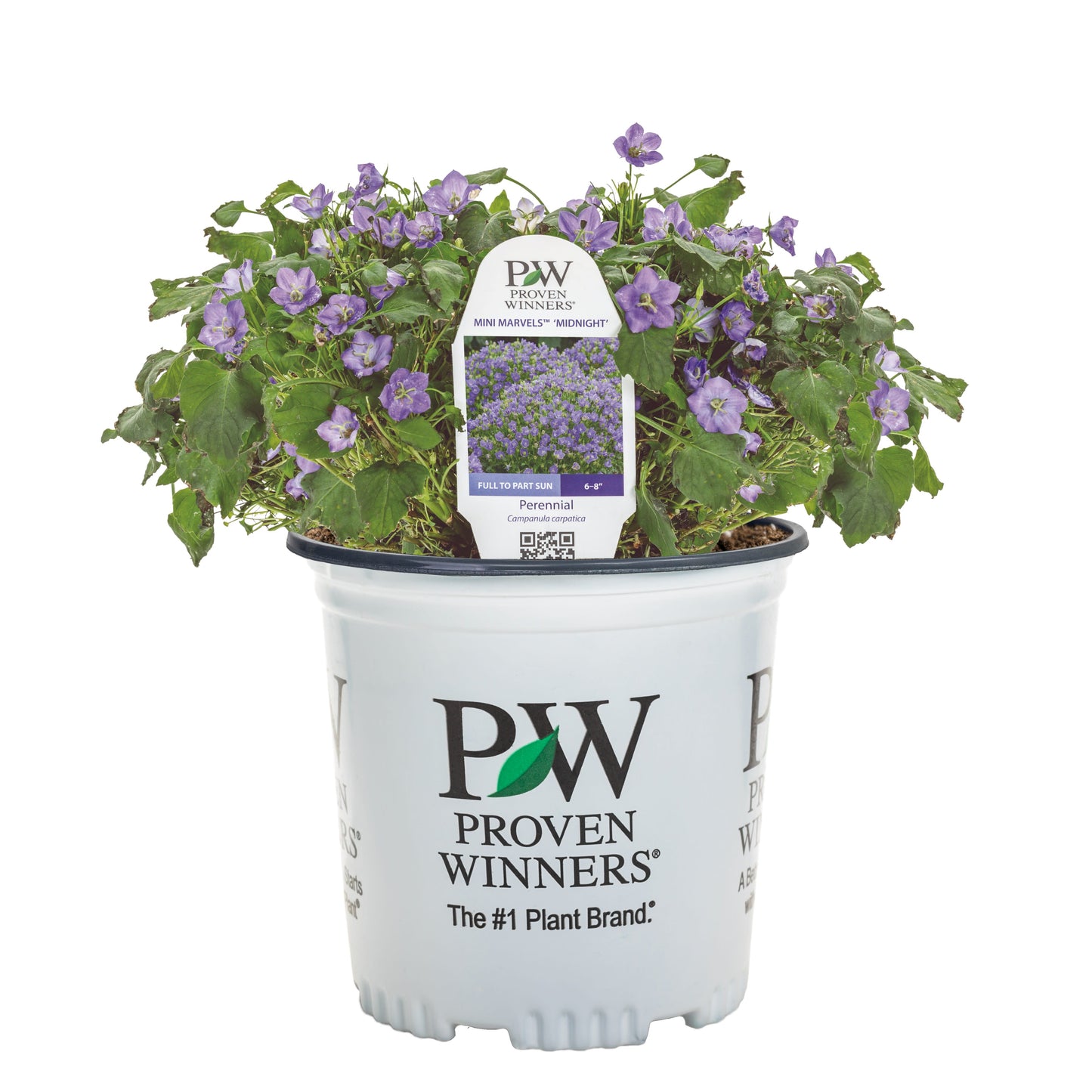 Mini Marvels™ 'Midnight' Carpathian Bellflower (Campanula carpatica)